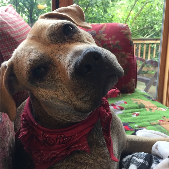 Maximus 🐾🐾🐶🐕🐾🐾 - Picture 2 of 8